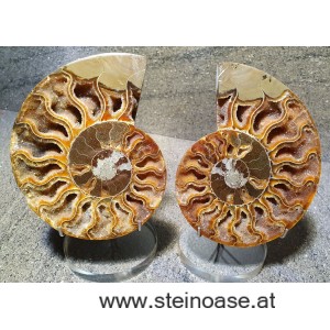 Ammoniten Nr.1 Paar  INFO